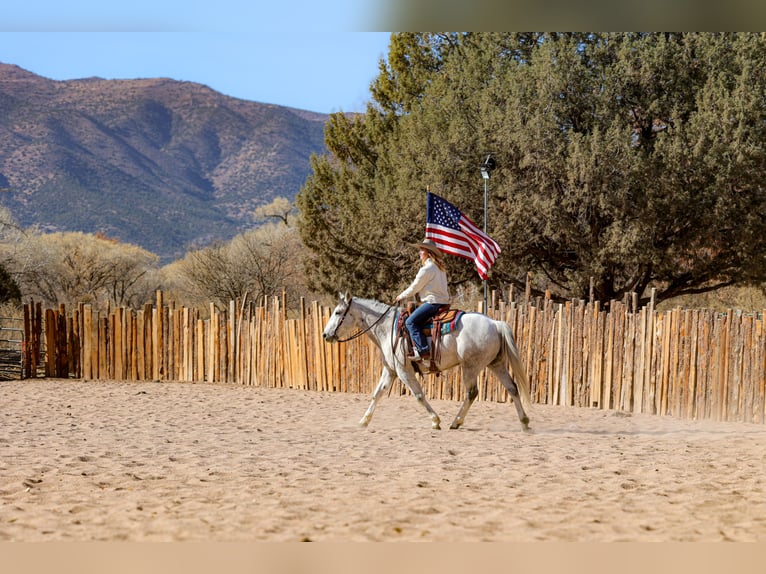 caballo de tiro Mestizo Caballo castrado 7 años 157 cm Tordo in Camp Verde, AZ