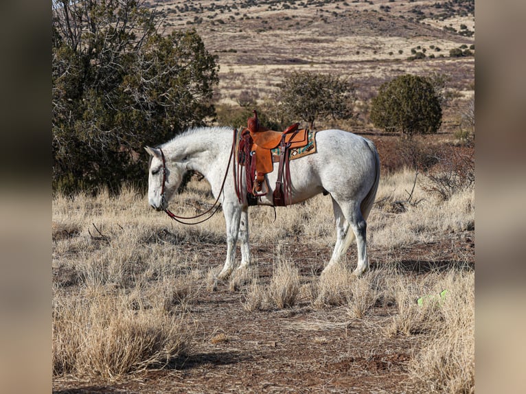 caballo de tiro Mestizo Caballo castrado 7 años 157 cm Tordo in Camp Verde, AZ