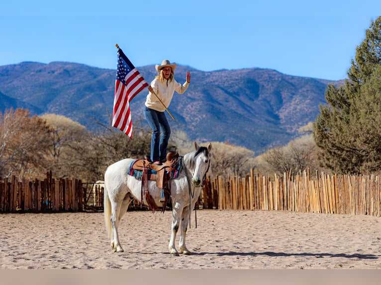 caballo de tiro Mestizo Caballo castrado 7 años 157 cm Tordo in Camp Verde, AZ