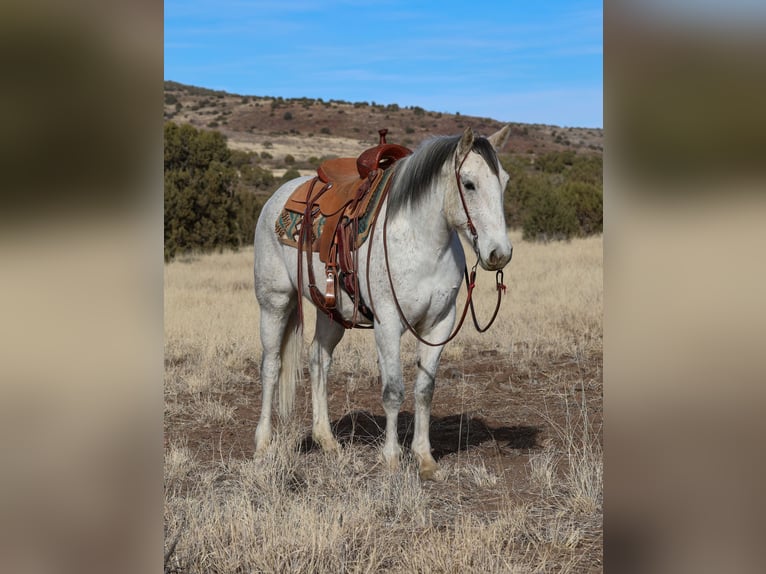 caballo de tiro Mestizo Caballo castrado 7 años 157 cm Tordo in Camp Verde, AZ