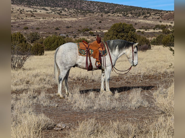 caballo de tiro Mestizo Caballo castrado 7 años 157 cm Tordo in Camp Verde, AZ