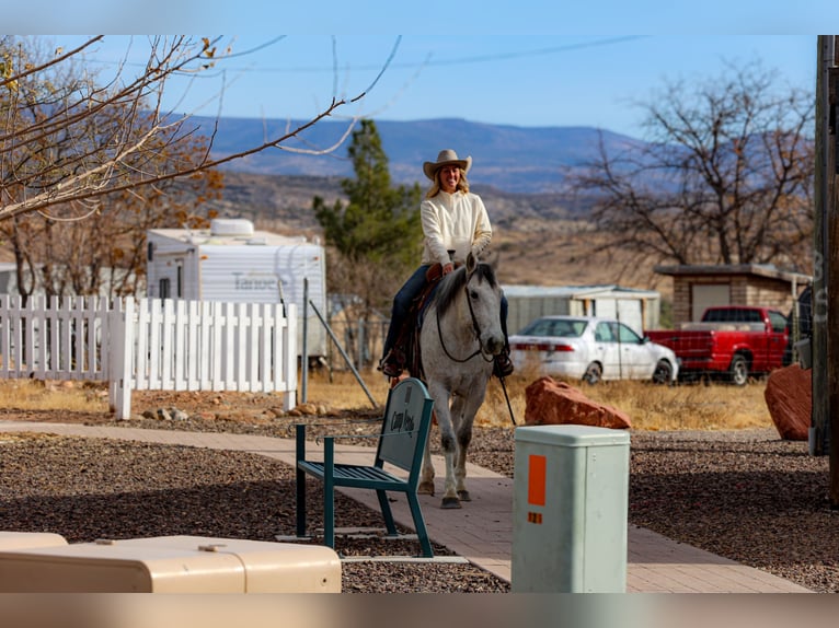 caballo de tiro Mestizo Caballo castrado 7 años 157 cm Tordo in Camp Verde, AZ