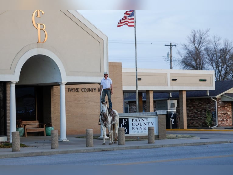 caballo de tiro Mestizo Caballo castrado 7 años 160 cm Alazán rojizo in Ripley