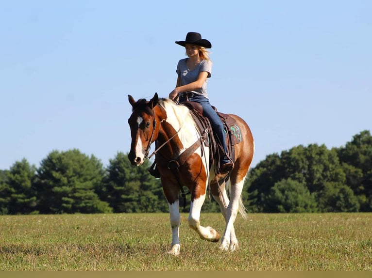 caballo de tiro Mestizo Caballo castrado 7 años 160 cm in Brookville, PA