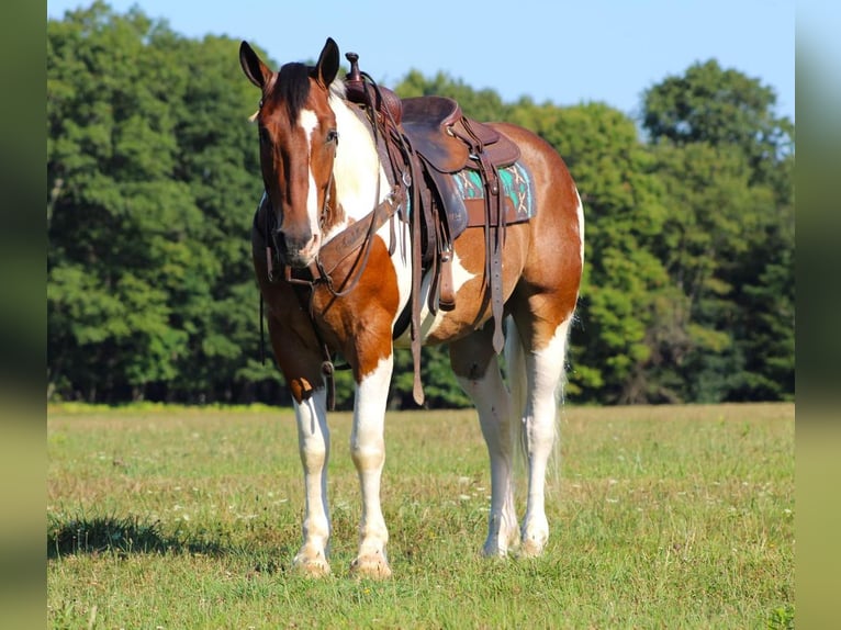 caballo de tiro Mestizo Caballo castrado 7 años 160 cm in Brookville, PA