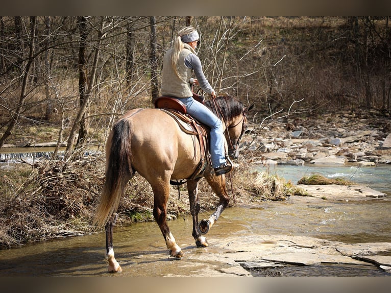 caballo de tiro Caballo castrado 7 años 160 cm Grullo in Flemmingsburg, KY