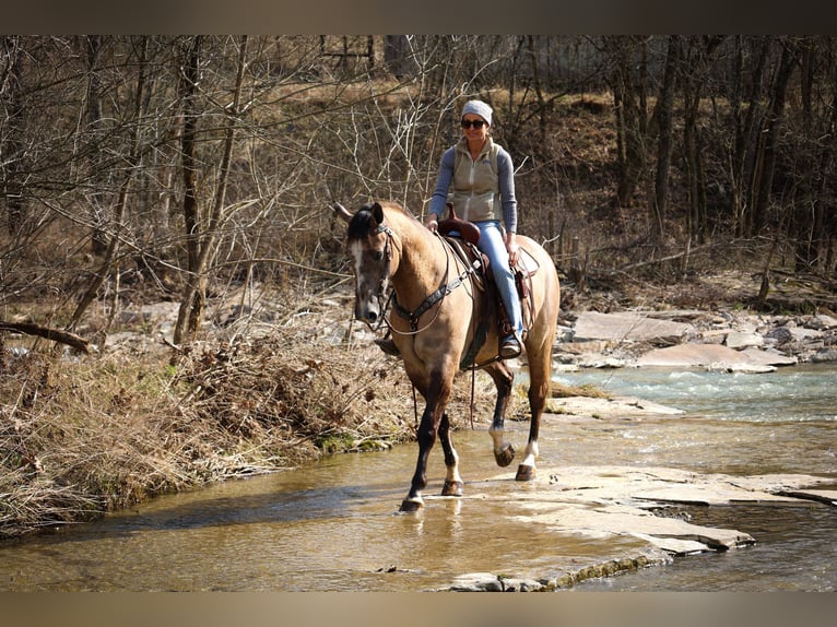 caballo de tiro Caballo castrado 7 años 160 cm Grullo in Flemmingsburg, KY