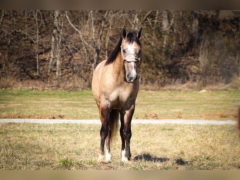 caballo de tiro Caballo castrado 7 años 160 cm Grullo in Flemmingsburg, KY