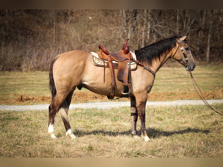 caballo de tiro Caballo castrado 7 años 160 cm Grullo in Flemmingsburg, KY