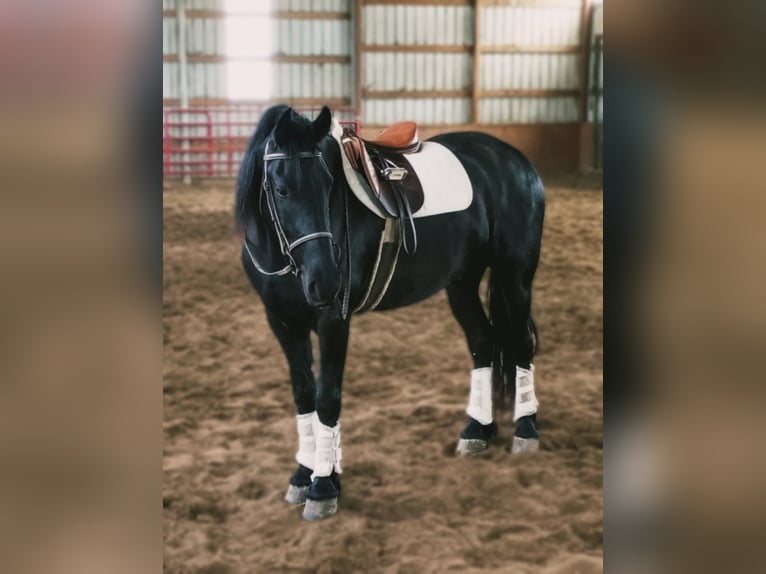 caballo de tiro Caballo castrado 7 años 160 cm Negro in Bloomfield IA