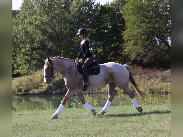 caballo de tiro Mestizo Caballo castrado 7 años 160 cm Ruano alazán in Howell