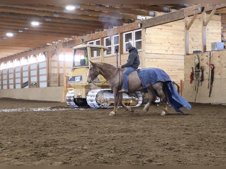 caballo de tiro Mestizo Caballo castrado 7 años 160 cm Ruano alazán in Howell