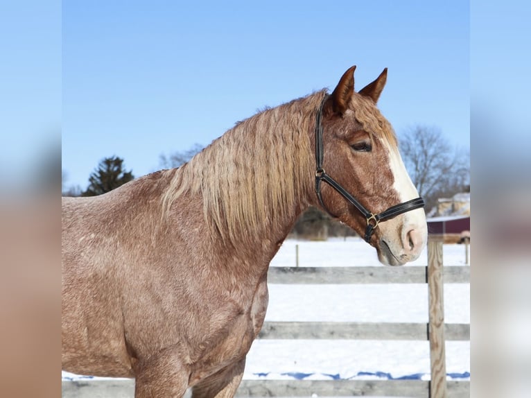 caballo de tiro Mestizo Caballo castrado 7 años 160 cm Ruano alazán in Howell