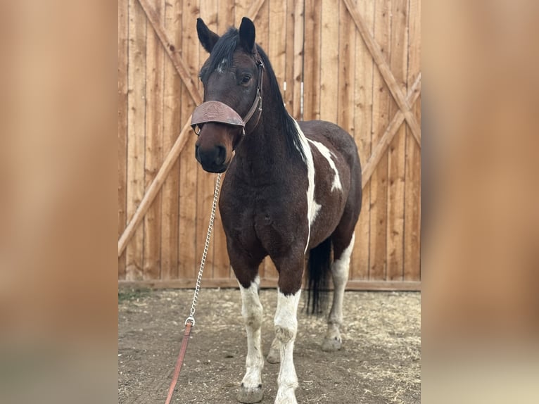 caballo de tiro Caballo castrado 7 años 160 cm Tobiano-todas las-capas in Fort Collins