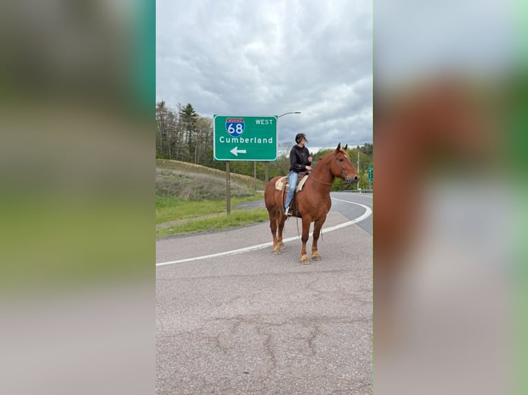 caballo de tiro Caballo castrado 7 años 163 cm Alazán-tostado in Clearville