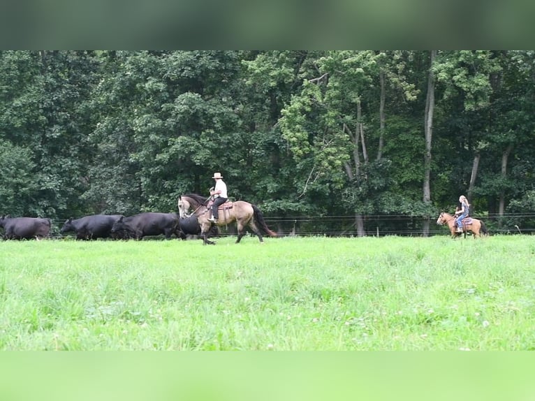 caballo de tiro Mestizo Caballo castrado 7 años 163 cm Buckskin/Bayo in Rebersburg, PA
