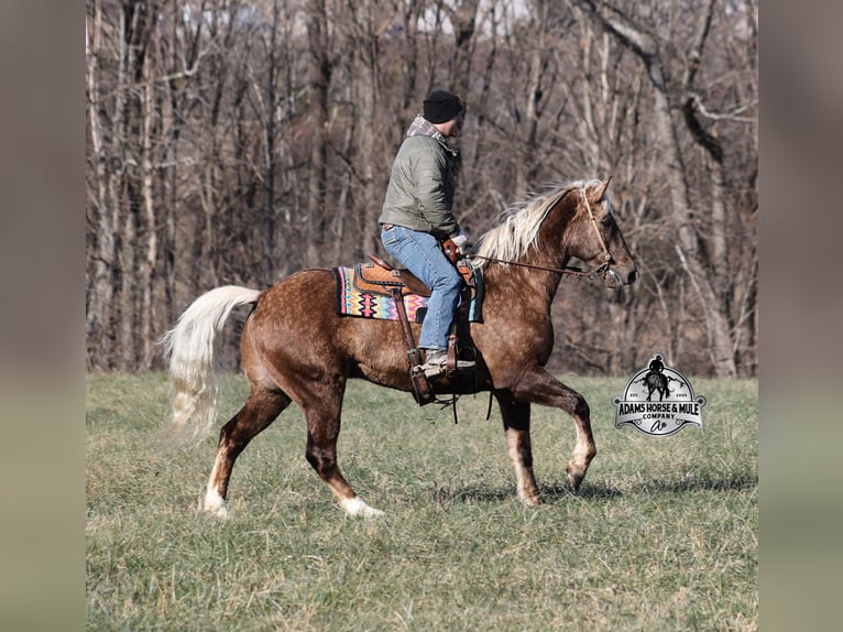caballo de tiro Mestizo Caballo castrado 7 años 163 cm in Mount Vernon