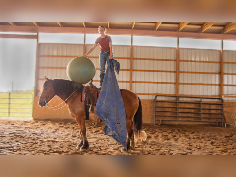 caballo de tiro Mestizo Caballo castrado 7 años 163 cm Castaño rojizo in Millersburg