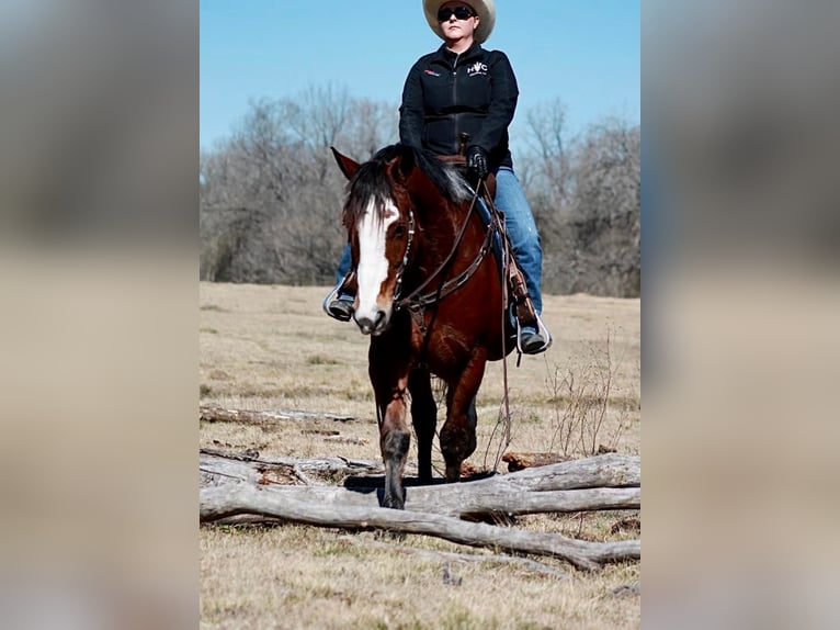 caballo de tiro Mestizo Caballo castrado 7 años 163 cm Castaño rojizo in Huntsville, TX