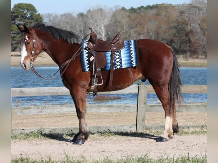 caballo de tiro Mestizo Caballo castrado 7 años 163 cm Castaño rojizo in Huntsville, TX