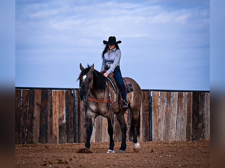 caballo de tiro Mestizo Caballo castrado 7 años 163 cm Grullo in Georgetown, TX