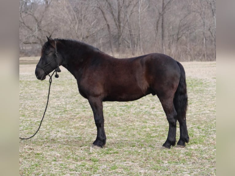 caballo de tiro Caballo castrado 7 años 163 cm Negro in Thompkinsville KY