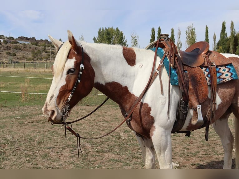 caballo de tiro Mestizo Caballo castrado 7 años 163 cm Pío in Congress, AZ