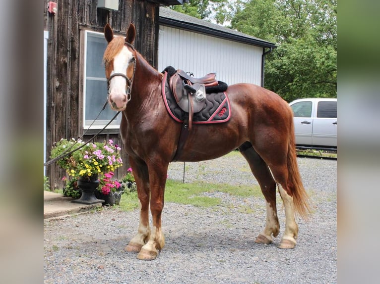 caballo de tiro Mestizo Caballo castrado 7 años 165 cm Alazán rojizo in Allentown, NJ