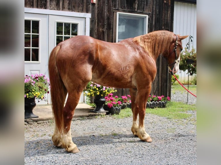caballo de tiro Mestizo Caballo castrado 7 años 165 cm Alazán rojizo in Allentown, NJ