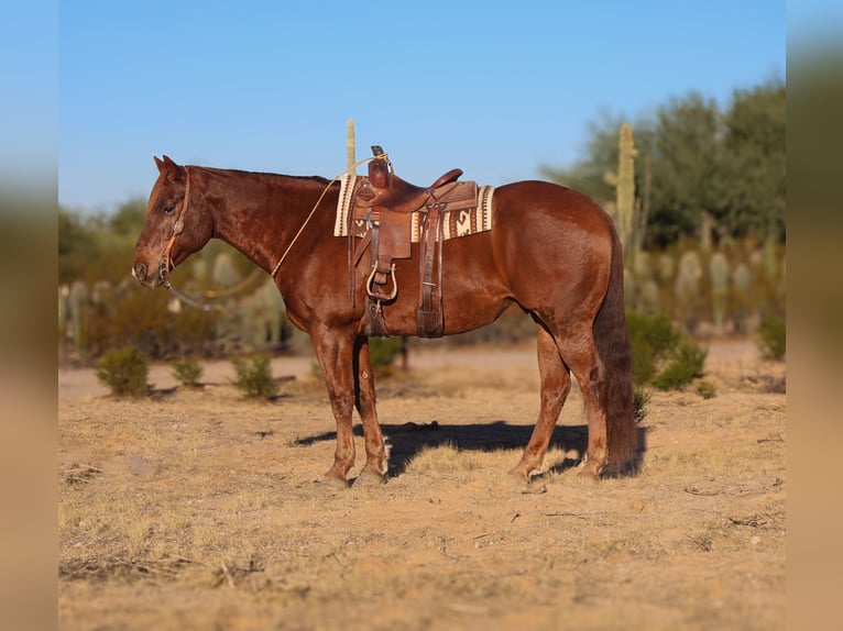 caballo de tiro Mestizo Caballo castrado 7 años 165 cm Alazán-tostado in Waterford