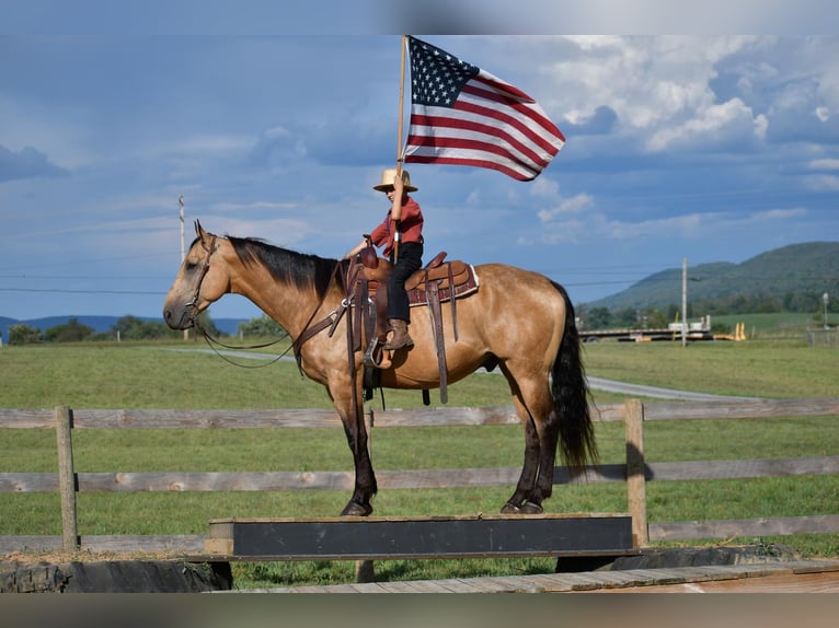 caballo de tiro Mestizo Caballo castrado 7 años 165 cm Buckskin/Bayo in Rebersburg, PA