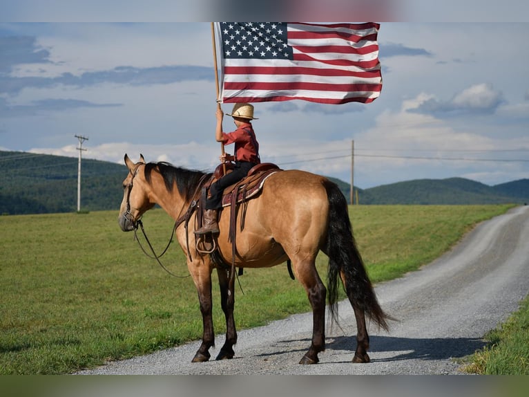 caballo de tiro Mestizo Caballo castrado 7 años 165 cm Buckskin/Bayo in Rebersburg, PA