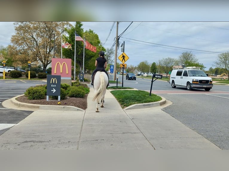 caballo de tiro Mestizo Caballo castrado 7 años 165 cm in Tuscarora, MD