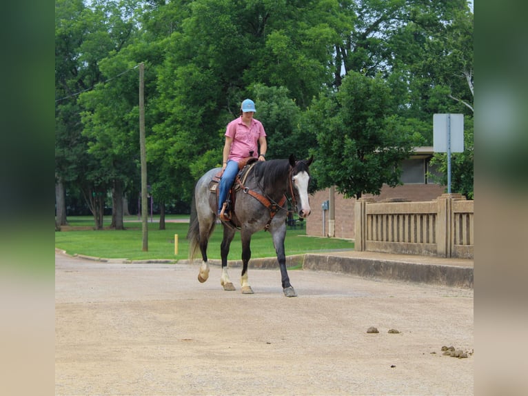 caballo de tiro Caballo castrado 7 años 165 cm Ruano azulado in Rusk TX