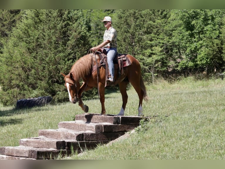 caballo de tiro Mestizo Caballo castrado 7 años 168 cm Alazán rojizo in Mt Vernon, MO