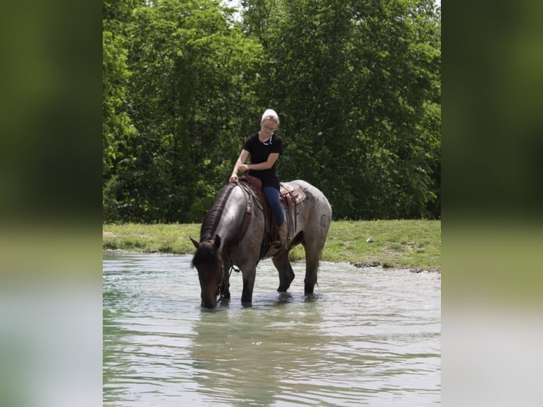 caballo de tiro Mestizo Caballo castrado 7 años 168 cm Castaño-ruano in Millersburg, OH