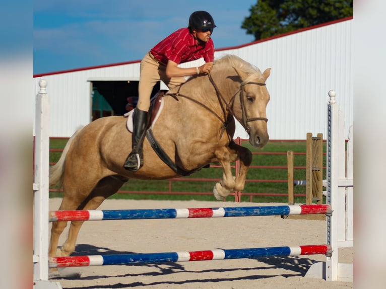 caballo de tiro Mestizo Caballo castrado 7 años 168 cm Palomino in Baxter Springs caballo de tiro Mestizo Caballo castrado 7 años 168 cm Palomino in Baxter Springs