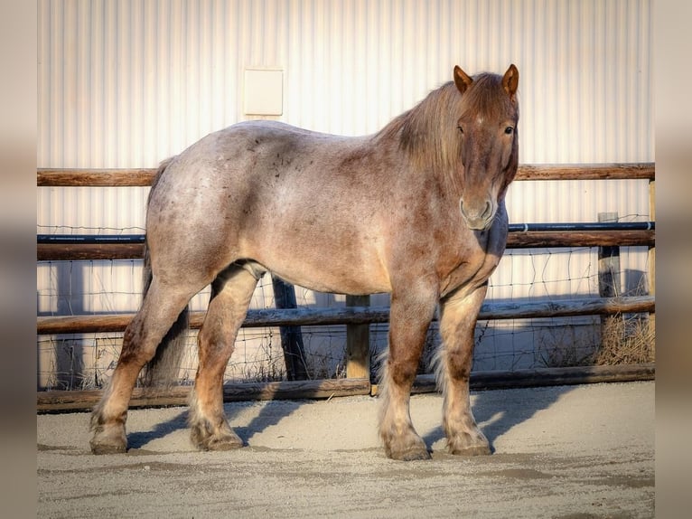 caballo de tiro Mestizo Caballo castrado 7 años 168 cm Ruano alazán in Hamilton