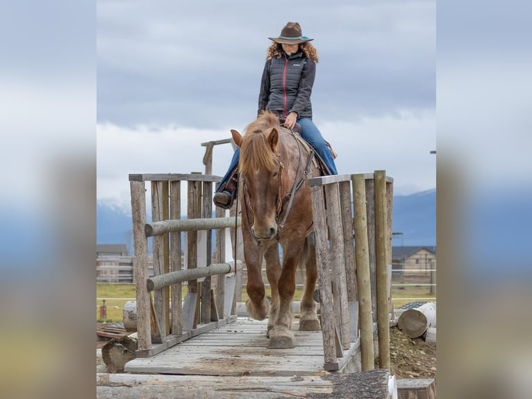 caballo de tiro Mestizo Caballo castrado 7 años 168 cm Ruano alazán in Hamilton