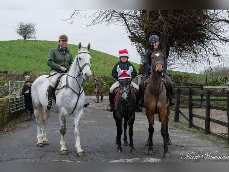 caballo de tiro Caballo castrado 7 años 170 cm Tordo in Sligo