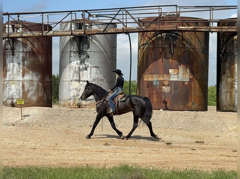caballo de tiro Caballo castrado 7 años 173 cm Castaño in Weatherford