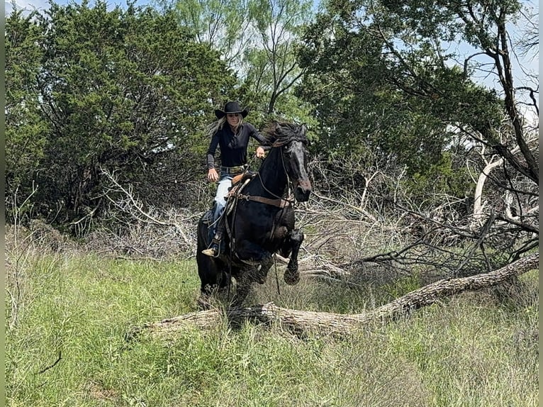 caballo de tiro Caballo castrado 7 años 173 cm Castaño in Weatherford