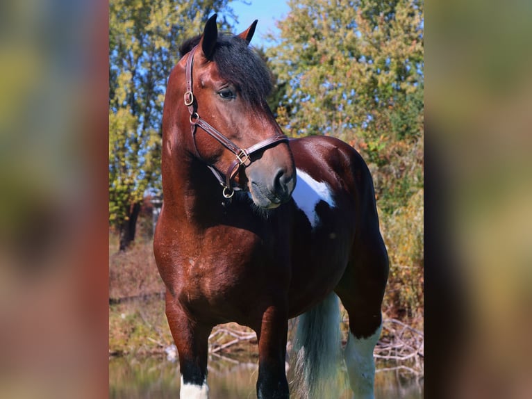 caballo de tiro Mestizo Caballo castrado 7 años 173 cm Pío in Howell