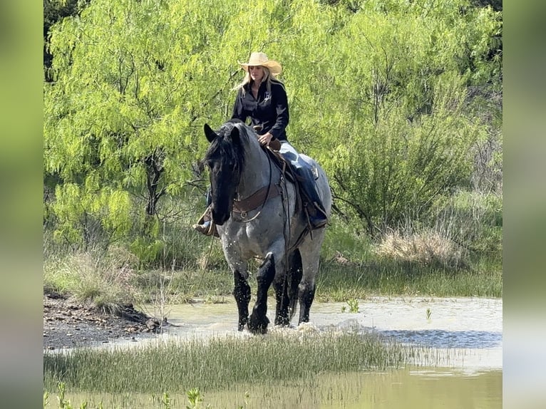 caballo de tiro Mestizo Caballo castrado 7 años 173 cm Ruano azulado in Weatherford