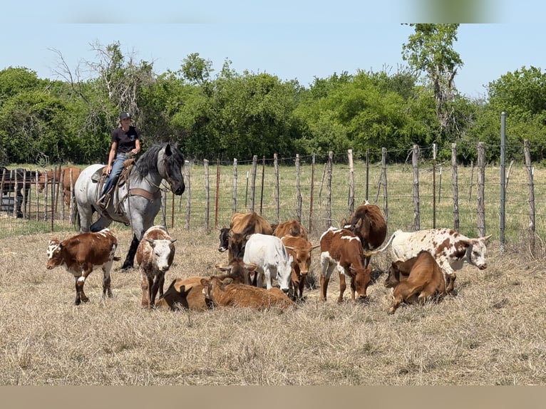 caballo de tiro Mestizo Caballo castrado 7 años 173 cm Ruano azulado in Weatherford