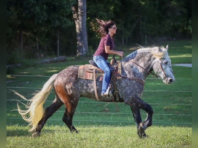 caballo de tiro Caballo castrado 7 años 173 cm Tordo rodado in Auburn KY