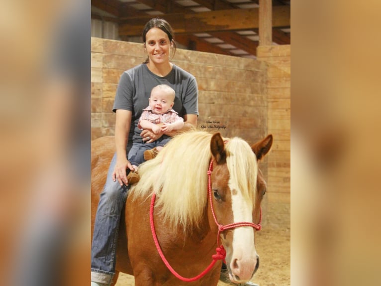 caballo de tiro Mestizo Caballo castrado 7 años Alazán rojizo in Peosta, IA