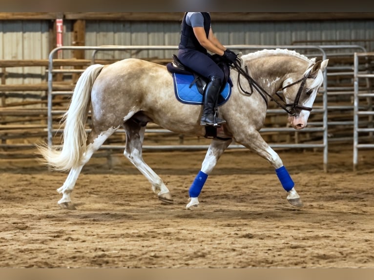 caballo de tiro Mestizo Caballo castrado 7 años  in Buena