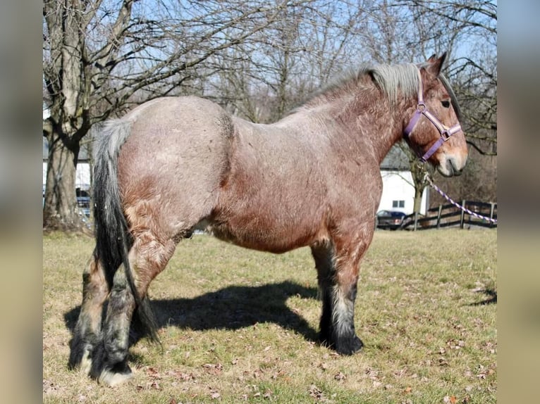 caballo de tiro Mestizo Caballo castrado 7 años in Allentown, NJ