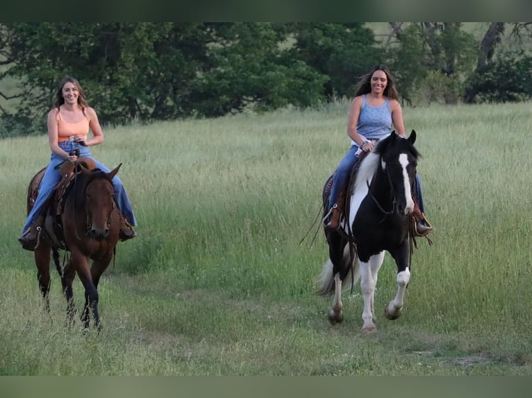 caballo de tiro Mestizo Caballo castrado 7 años in Mt Vernon, MO